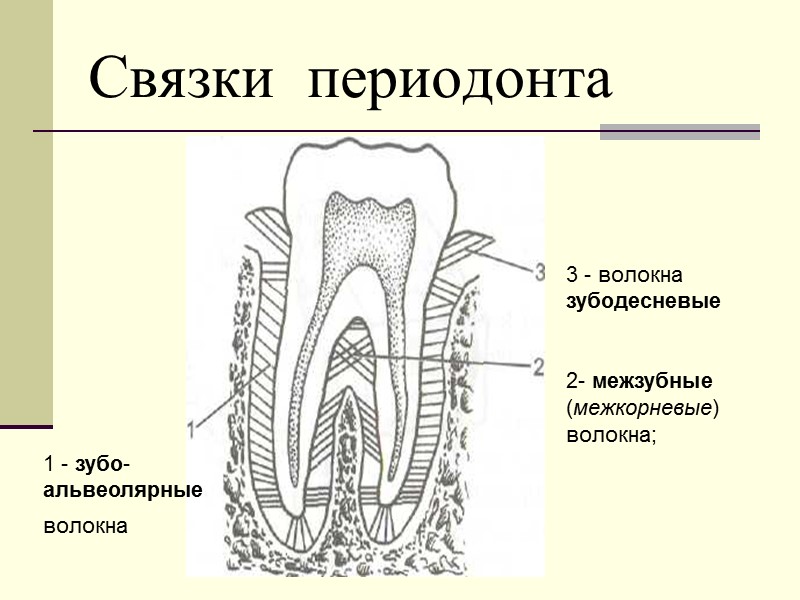 Связки  периодонта 3 - волокна зубодесневые  2- межзубные (межкорневые) волокна;  